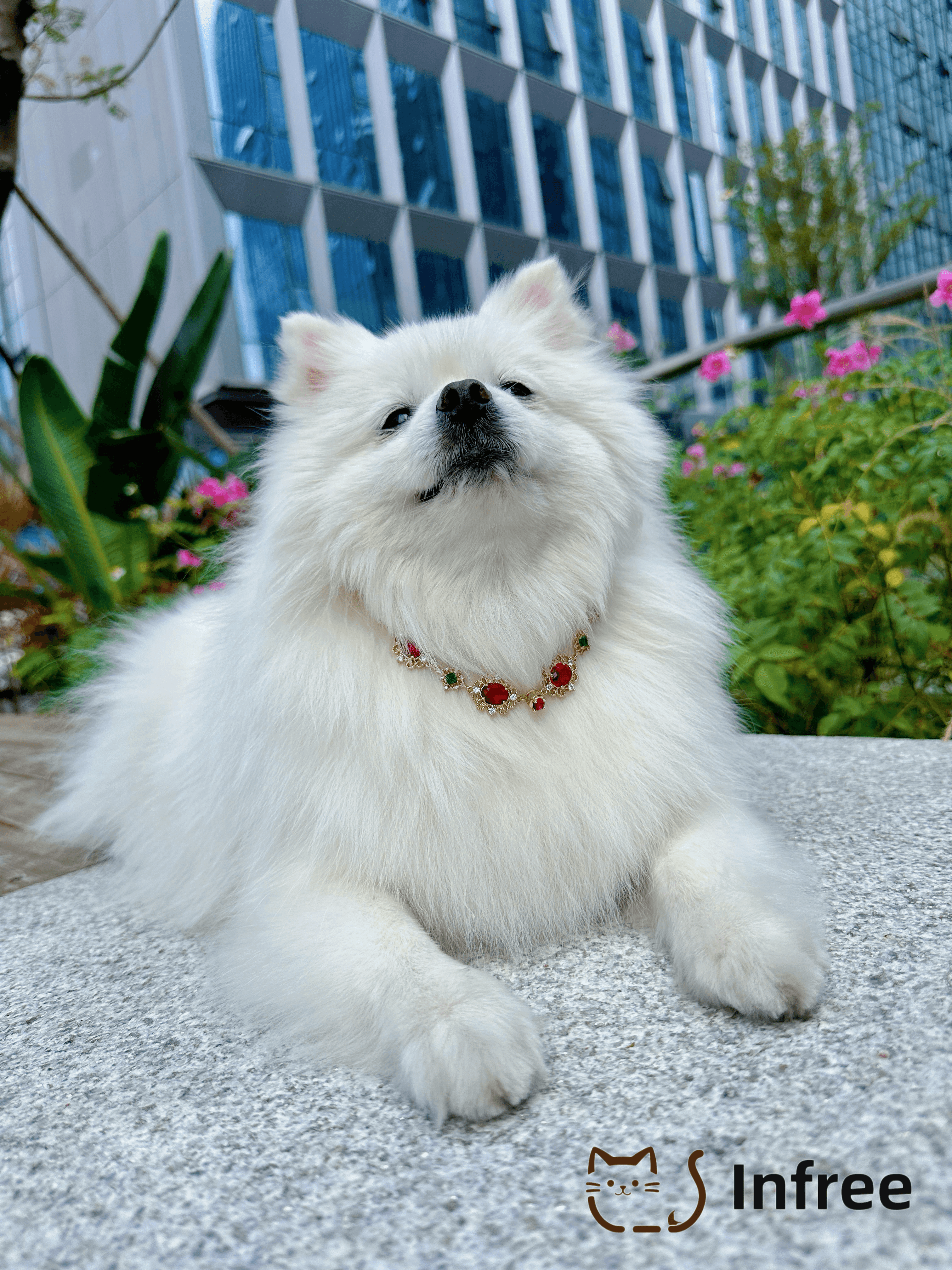 《Christmas and New Year wishes》pet necklace